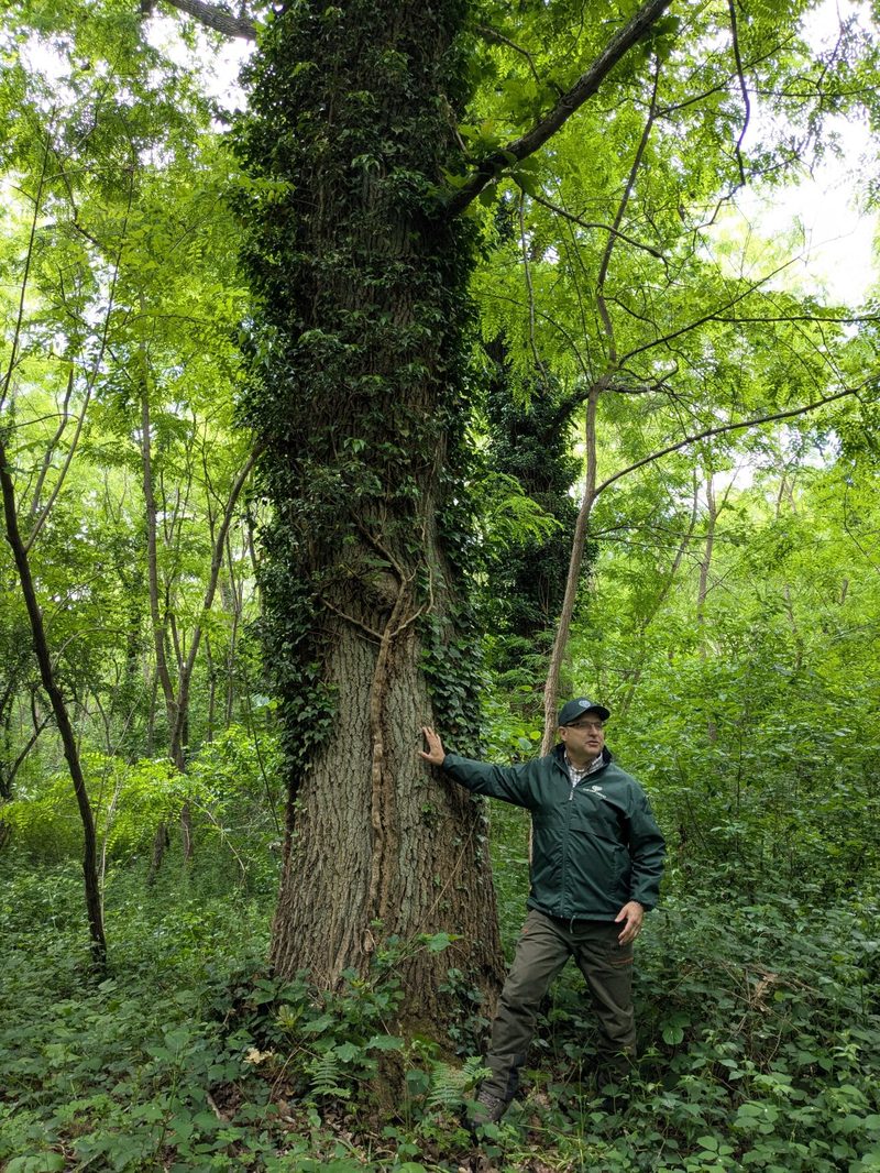 Arbre centenaire en forêt de Milly-la-Forêt