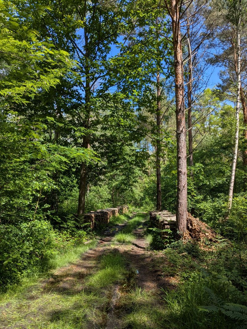 Sentier forestier — gestion durable